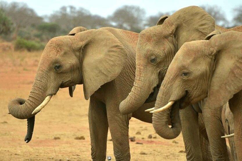 خشکسالی عامل تلف شدن 55 راس فیل در زیمبابوه