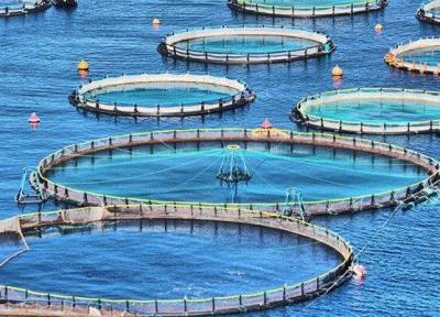 افزایش بهره وری و فراوری آذربایجان شرقی با پرورش ماهی در قفس