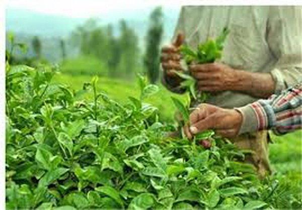 جنگل های مخروبه گیلان قابلیت تبدیل شدن به باغ چای