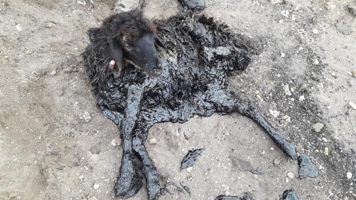 خبرنگاران آتش نشانان زنجان گوسفندان فرورفته در درون قیر را بیرون کشیدند