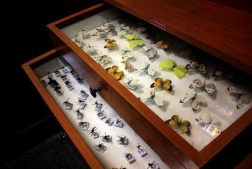 بزرگترین مجموعه حشرات و کنه ها در دانشگاه شهید چمران اهواز قرار گرفته است
