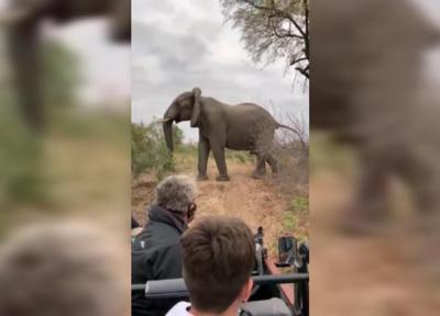 حمله فیل عصبانی به پلنگ ها پس از شکار ایمپالا