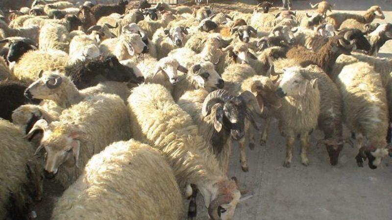 خبرنگاران 160 راس دام قاچاق در استان کرمانشاه کشف شد خبرنگاران 160 راس دام قاچاق در استان کرمانشاه کشف شد