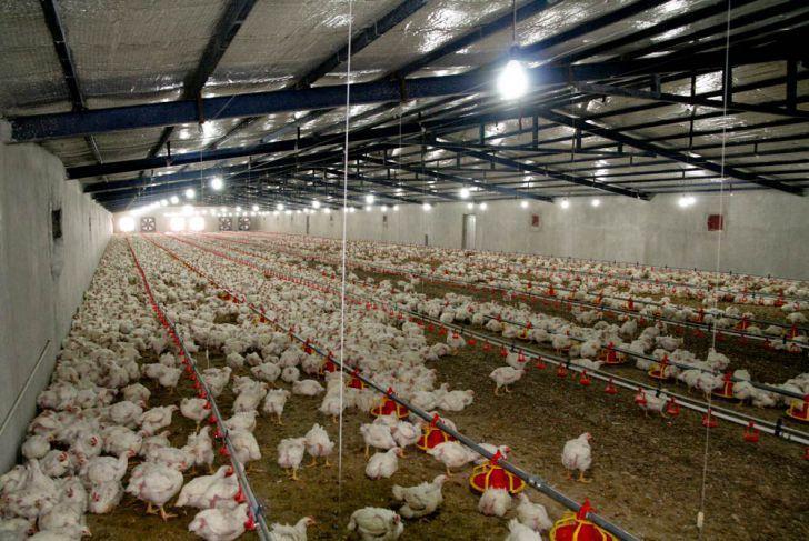 خبرنگاران مجوز برای خروج مرغ زنده از کردستان صادر شد