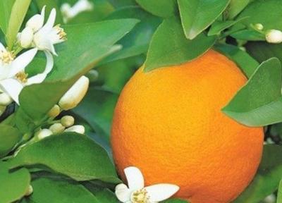 خواص آب نارنج در طب سنتی چیست؟
