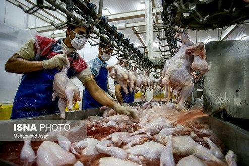 تعطیلی کشتارگاه های طیور، علت کمبود مرغ در خوزستان