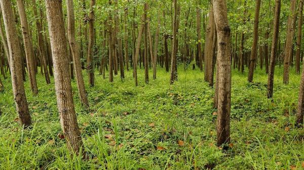 زراعت چوب در 120 هکتار از اراضی مستثنیات مردم