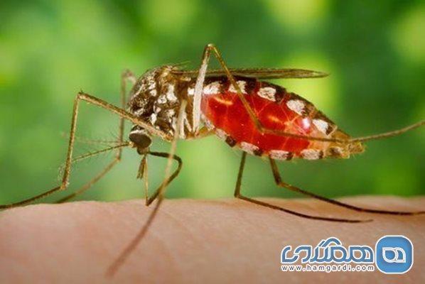 درمان و تشخیص مالاریا ، بیماری شایع در کشورهای جنوب شرق آسیا